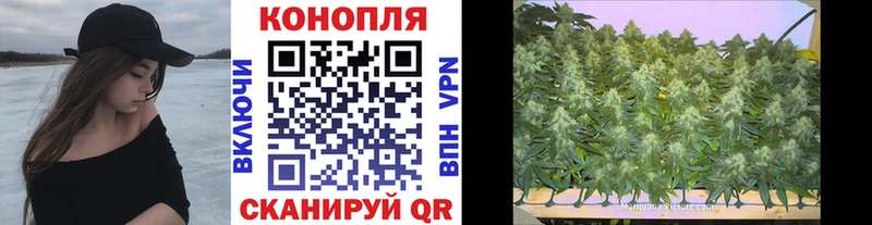 МАРИХУАНА сатива  Чехов 